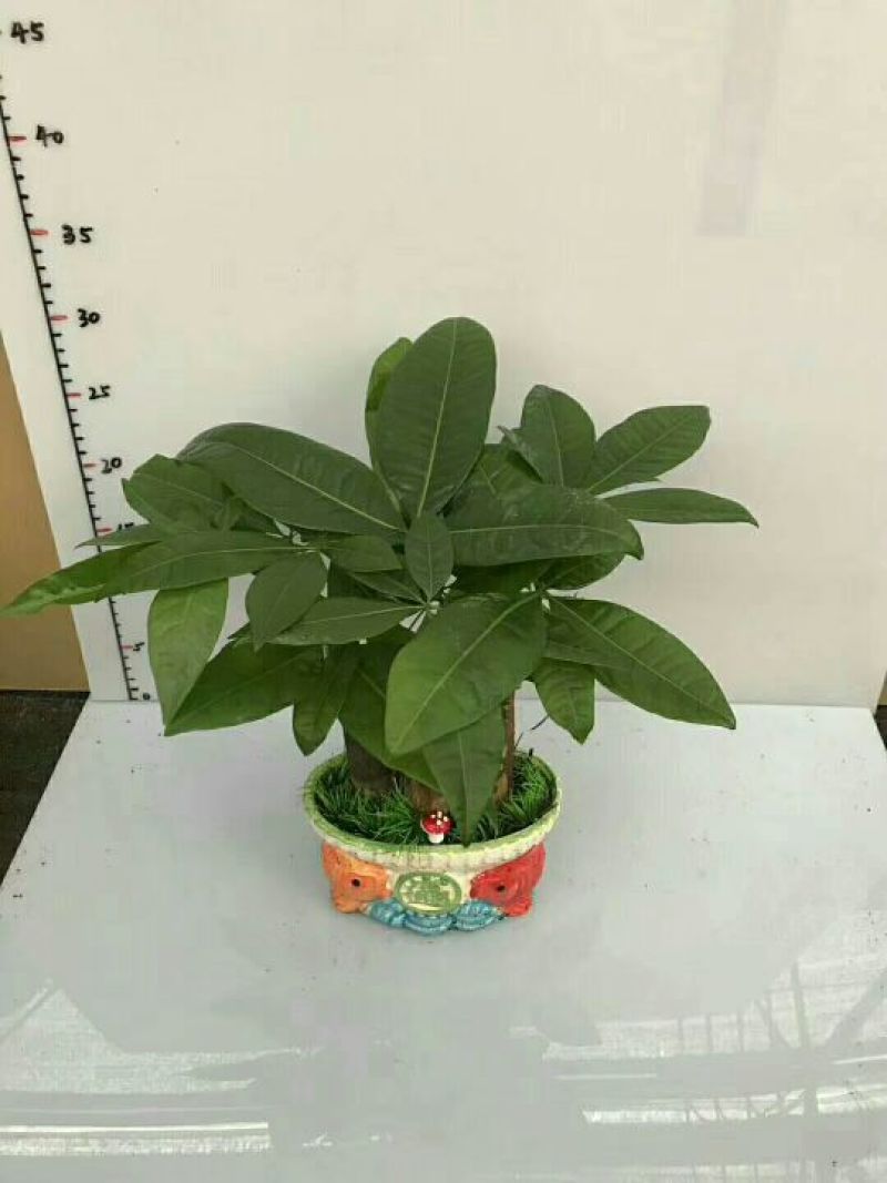 瓷盆发财树盆景