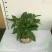 瓷盆发财树