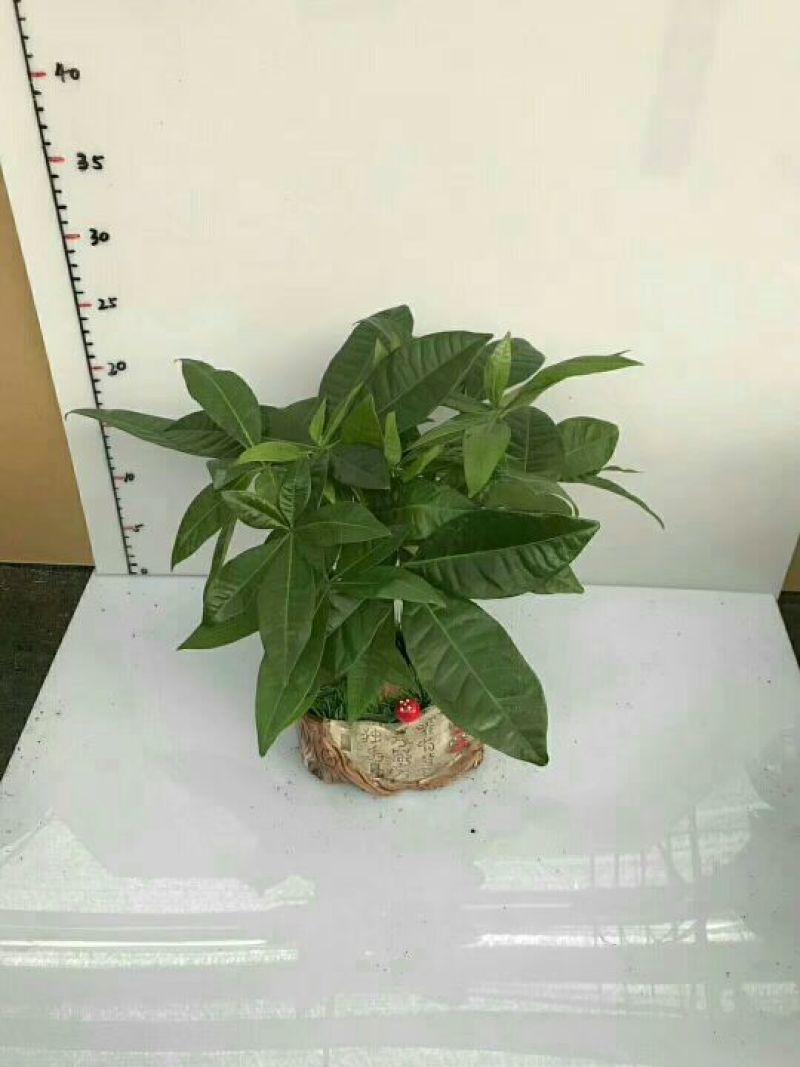 瓷盆发财树