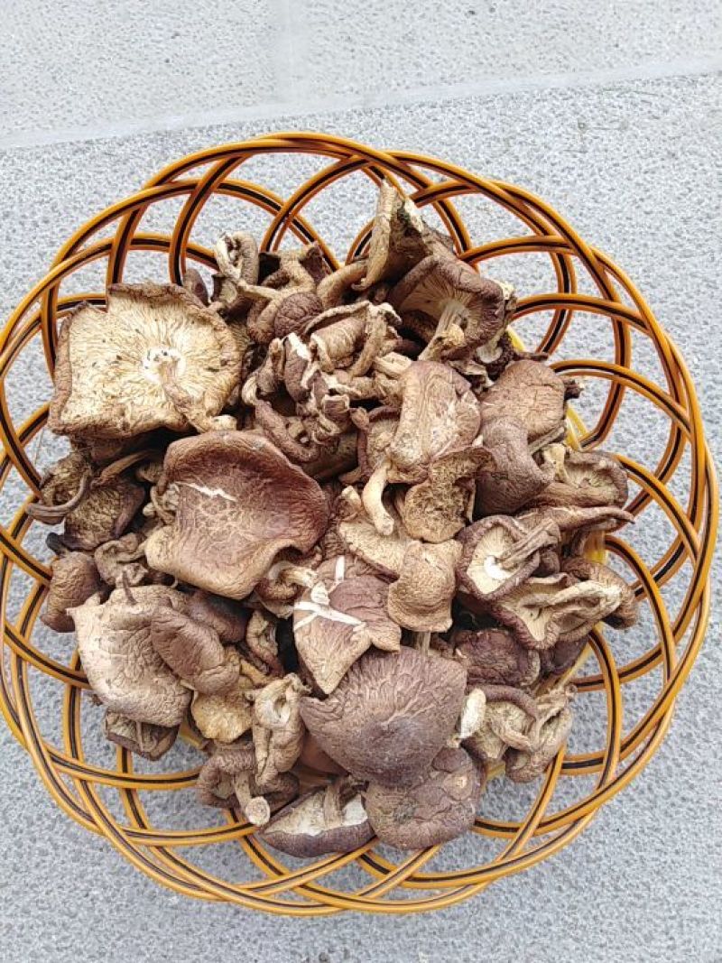 云南纯野生栎树香菇（野生小香菇）