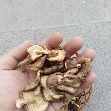 云南纯野生栎树香菇（野生小香菇）