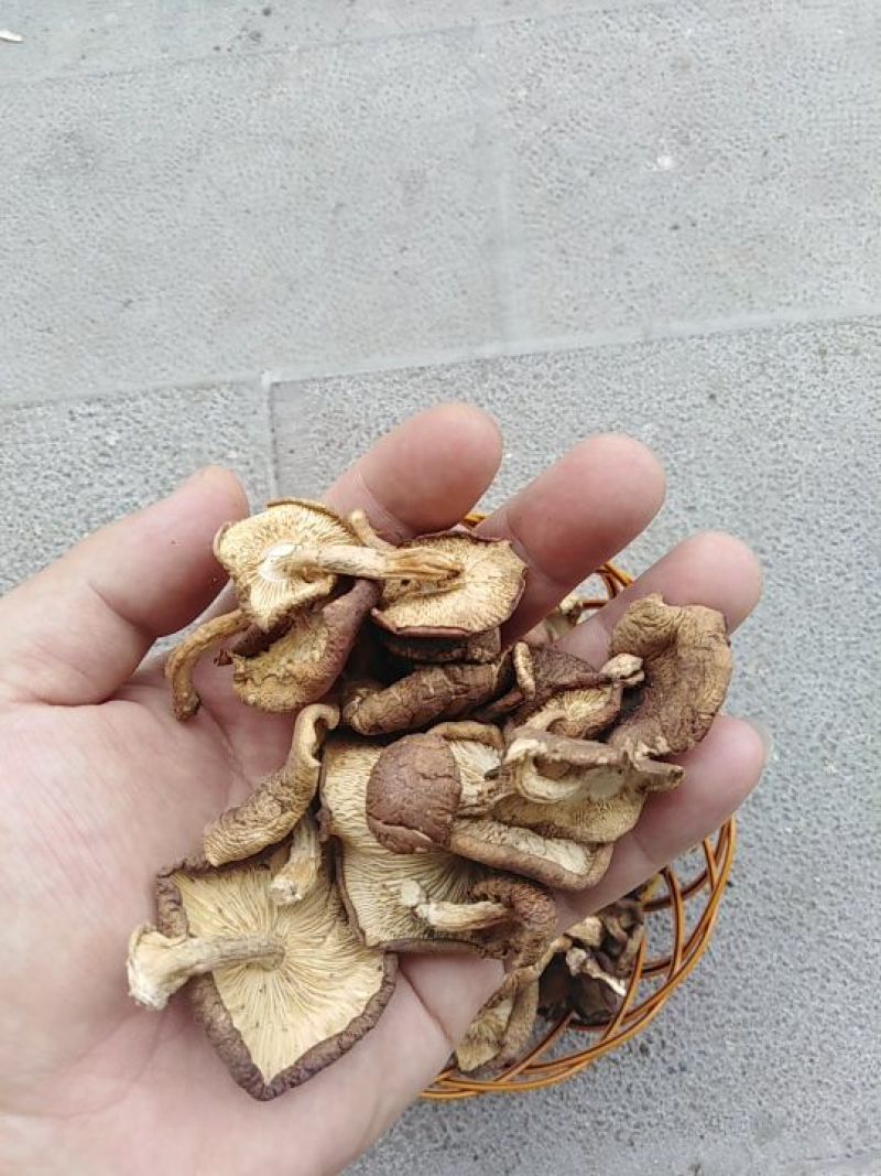云南纯野生栎树香菇（野生小香菇）