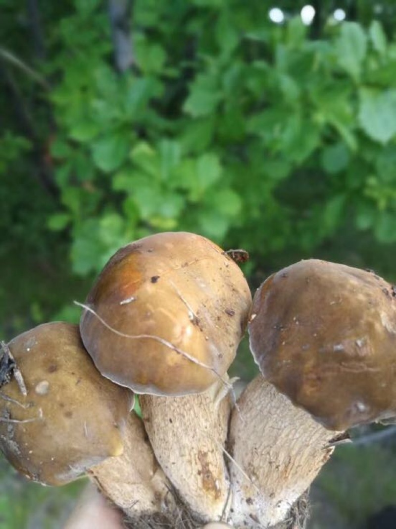 牛肚菌