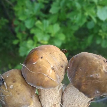 牛肚菌