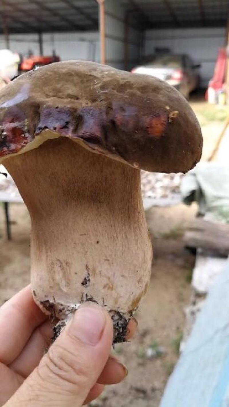 牛肚菌