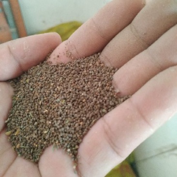 面条菜种子种植季
