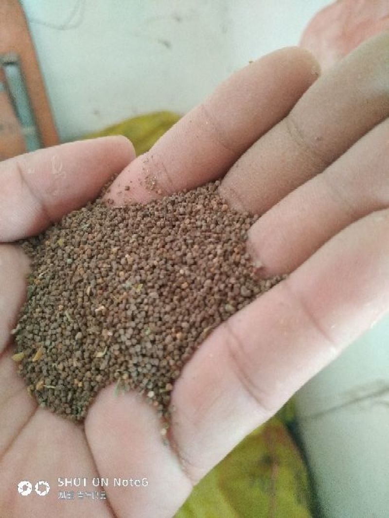 面条菜种子种植季