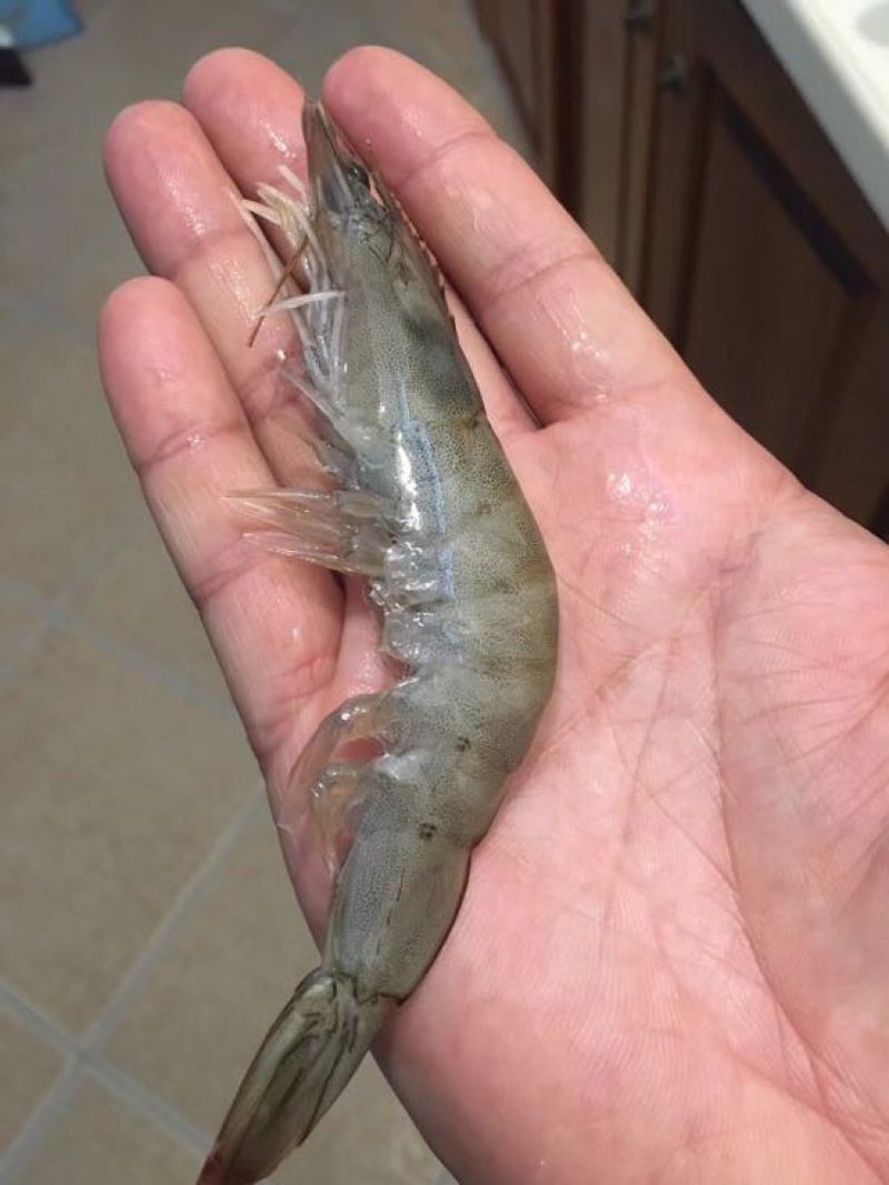 对虾冻虾