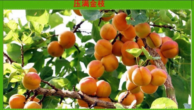 凯特杏苗大甜杏金太阳大红杏现场直销，快递保湿发货