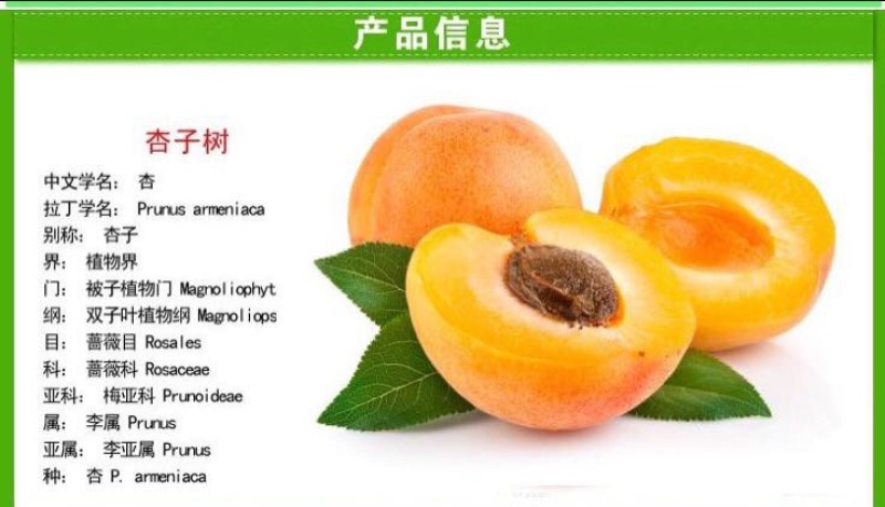 凯特杏苗大甜杏金太阳大红杏现场直销，快递保湿发货
