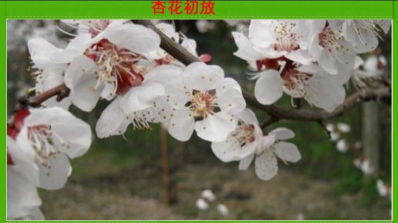 凯特杏苗大甜杏金太阳大红杏现场直销，快递保湿发货
