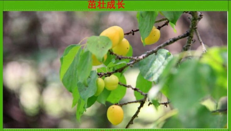 凯特杏苗大甜杏金太阳大红杏现场直销，快递保湿发货