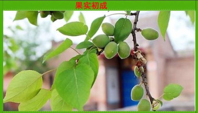 凯特杏苗大甜杏金太阳大红杏现场直销，快递保湿发货