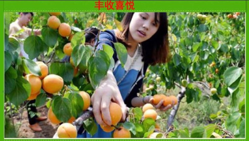 凯特杏苗大甜杏金太阳大红杏现场直销，快递保湿发货