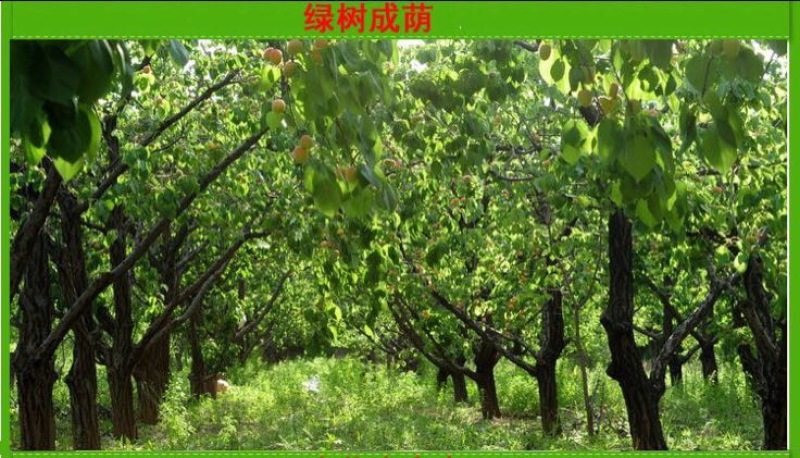 凯特杏苗大甜杏金太阳大红杏现场直销，快递保湿发货