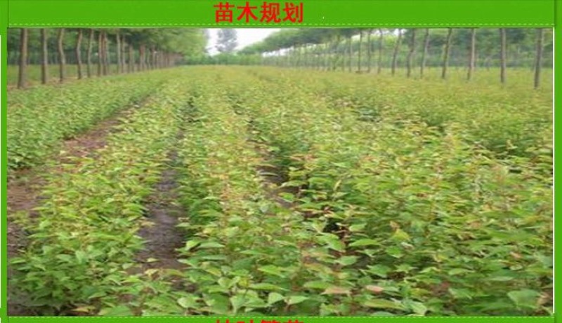 凯特杏苗大甜杏金太阳大红杏现场直销，快递保湿发货
