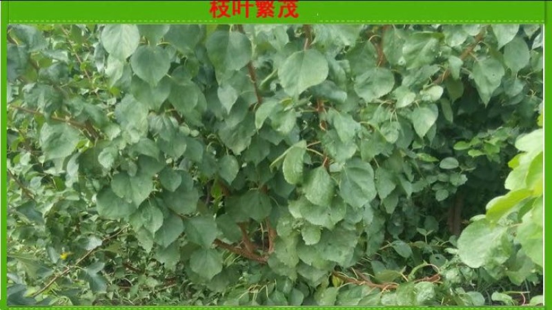 凯特杏苗大甜杏金太阳大红杏现场直销，快递保湿发货
