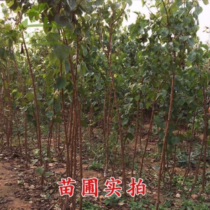 凯特杏苗大甜杏金太阳大红杏现场直销，快递保湿发货