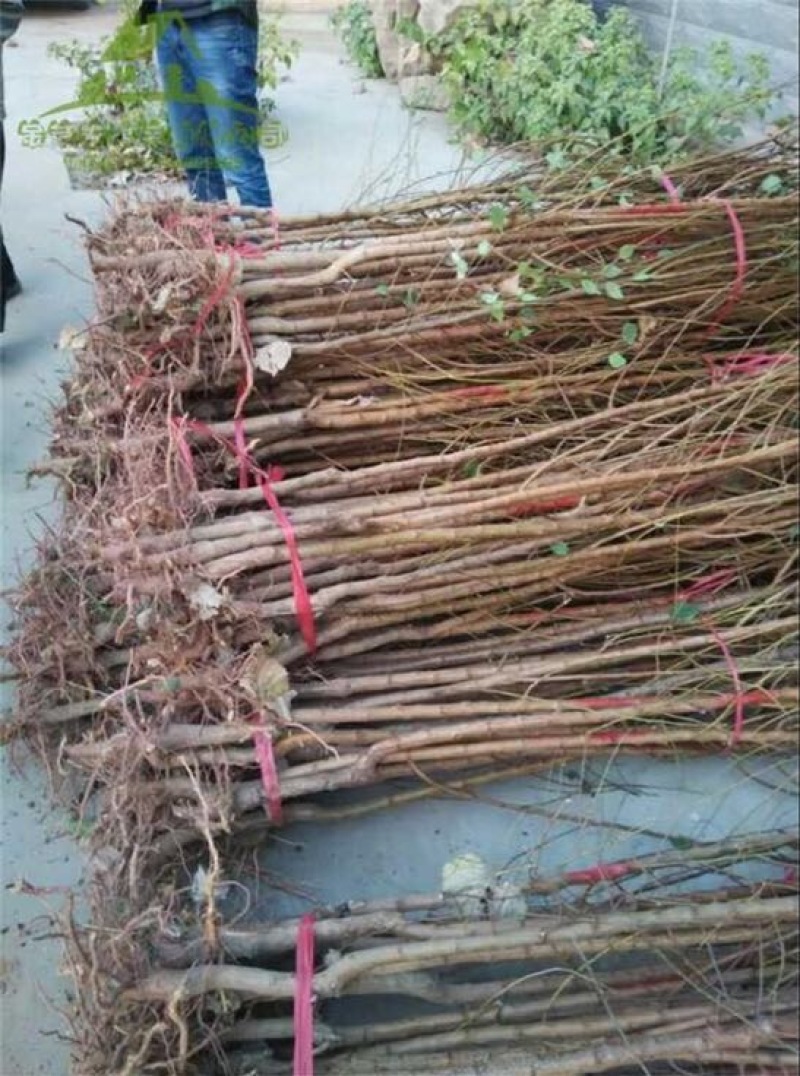 凯特杏苗大甜杏金太阳大红杏现场直销，快递保湿发货