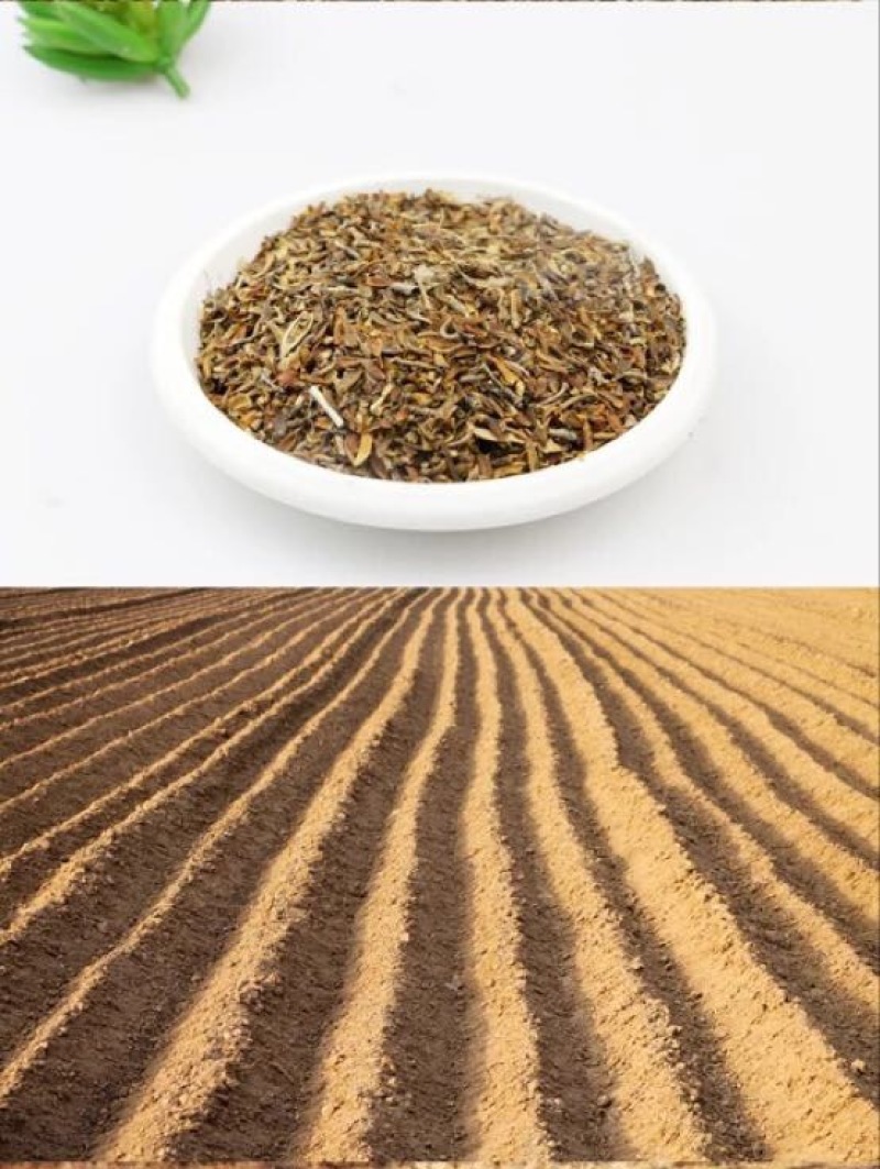 药用连翘种籽，当年新种子成活率高耐寒快递保湿发货