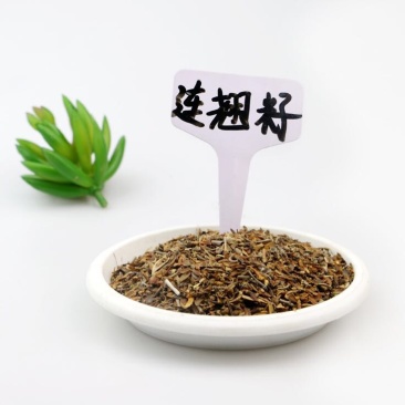 药用连翘种籽，当年新种子成活率高耐寒快递保湿发货
