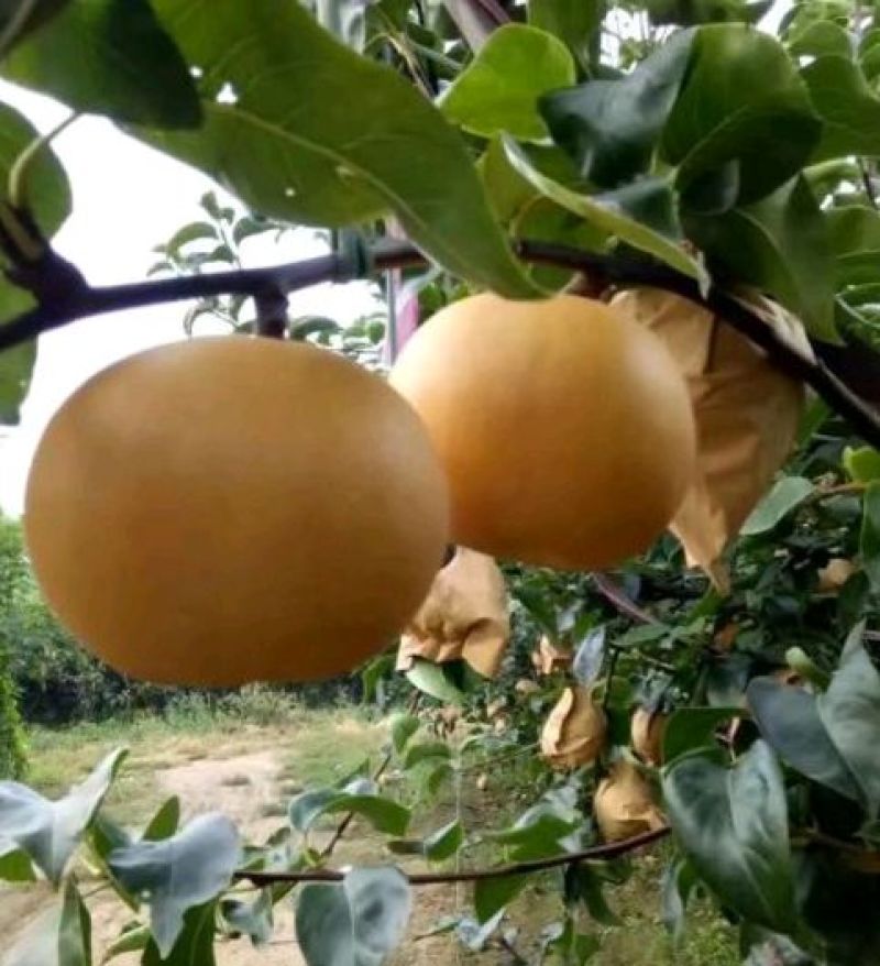 秋月梨