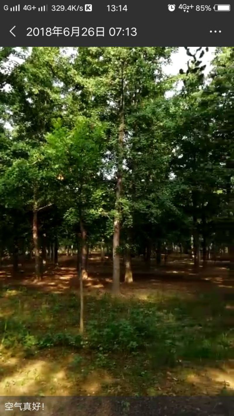 银杏树