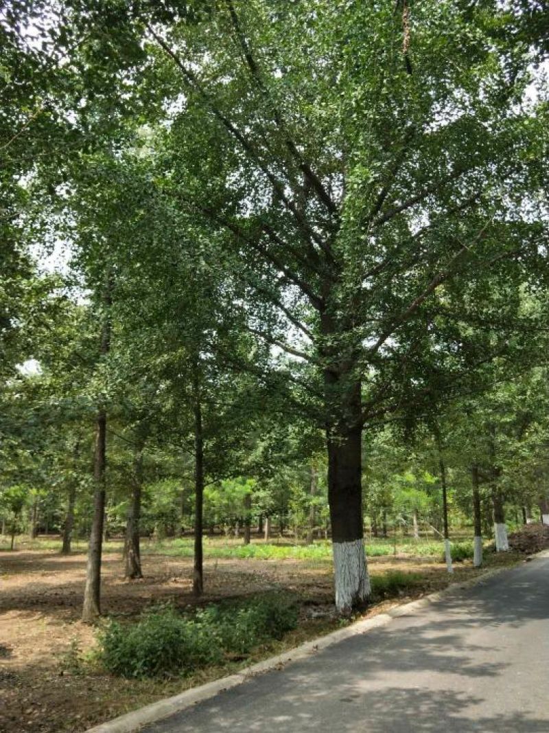 银杏树
