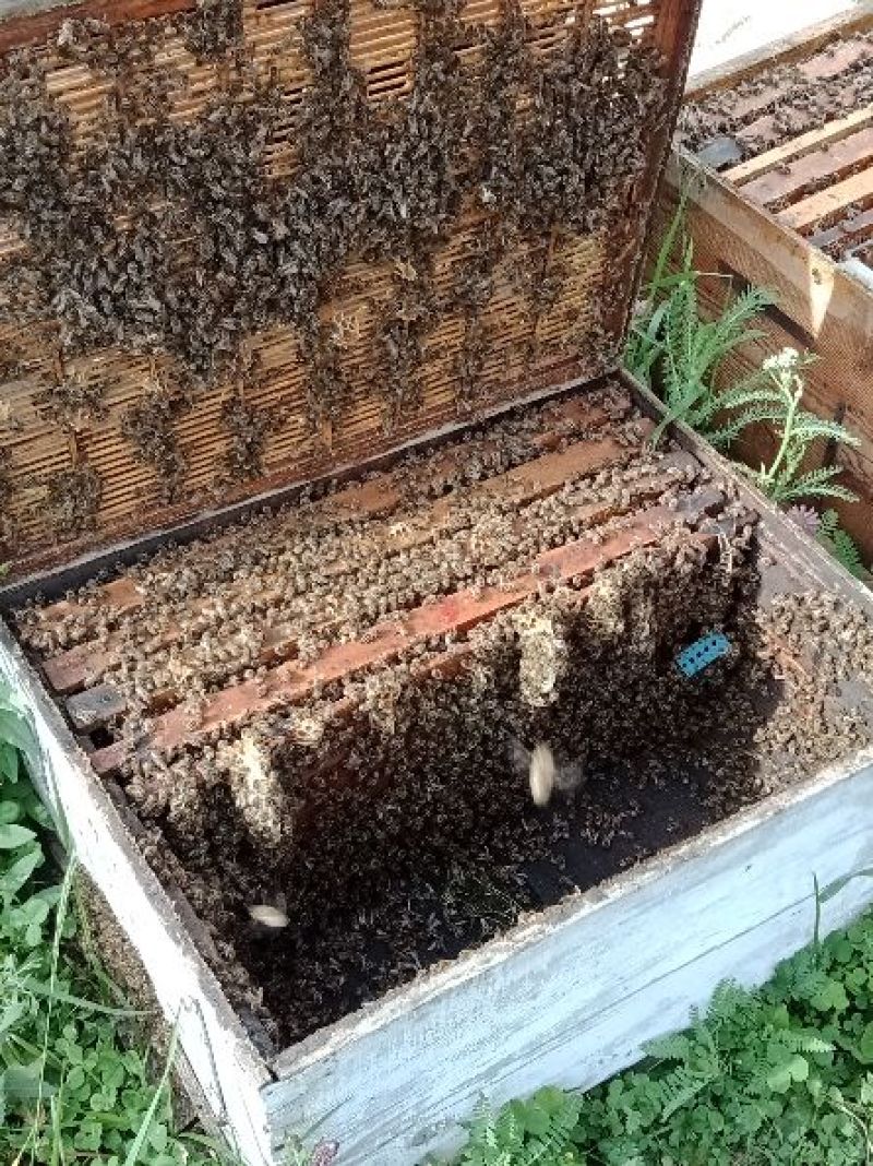 新疆伊犁尼勒克黑蜂蜂蜜