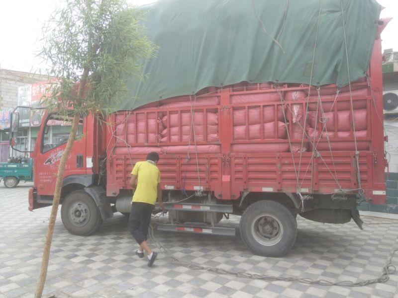 甘肃红花种植基地精选干净货源正品含量达标1斤起发甘肃红花
