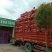 甘肃红花种植基地精选干净货源正品含量达标1斤起发甘肃红花
