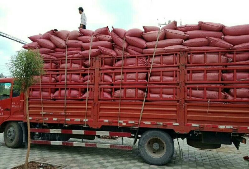甘肃红花种植基地精选干净货源正品含量达标1斤起发甘肃红花