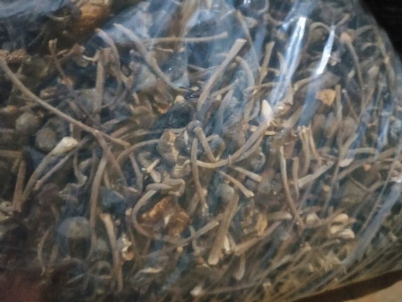 黑皮鸡枞干品