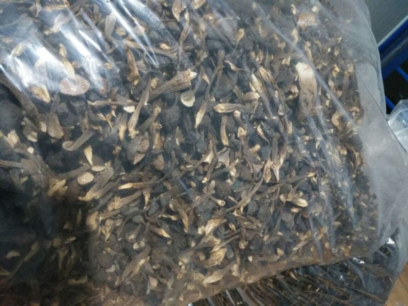 黑皮鸡枞干品