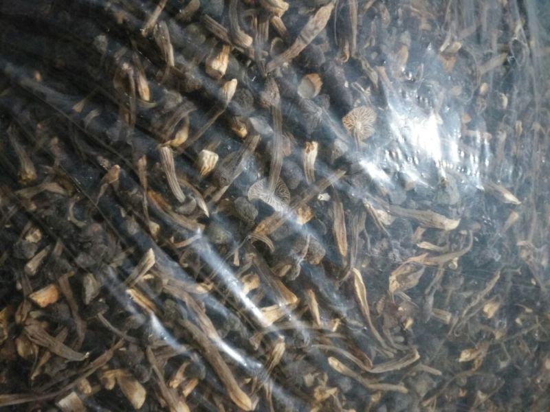 黑皮鸡枞干品