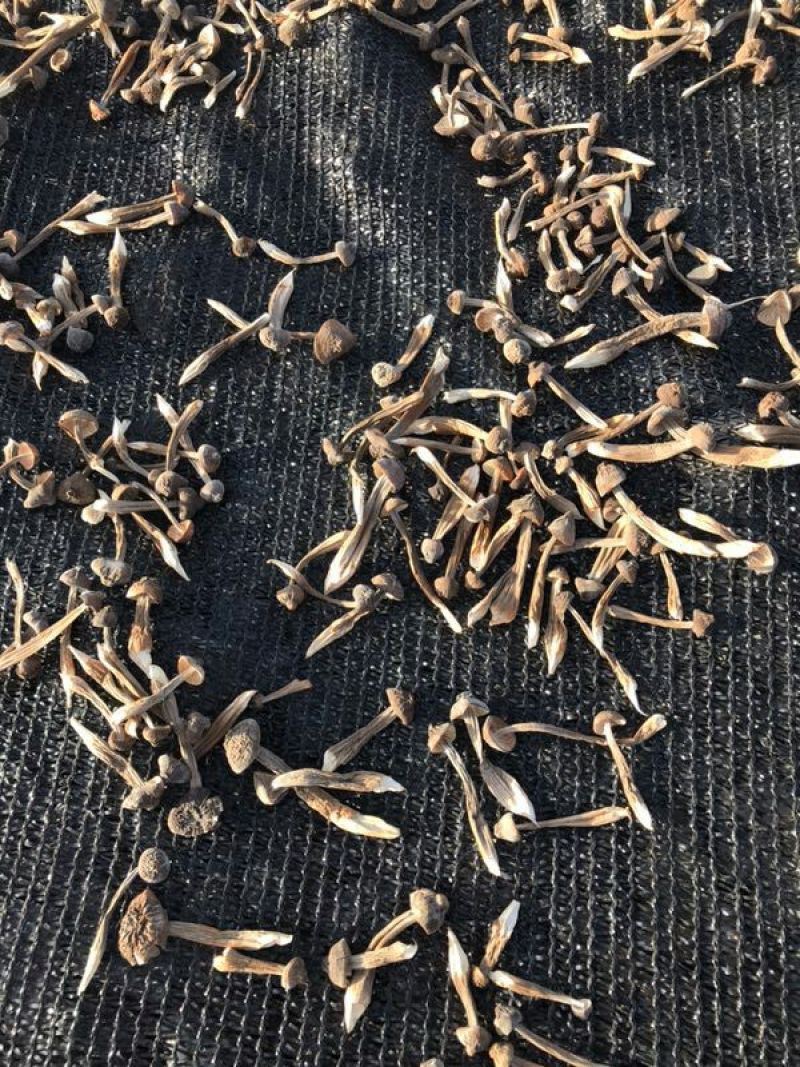 黑皮鸡枞干品