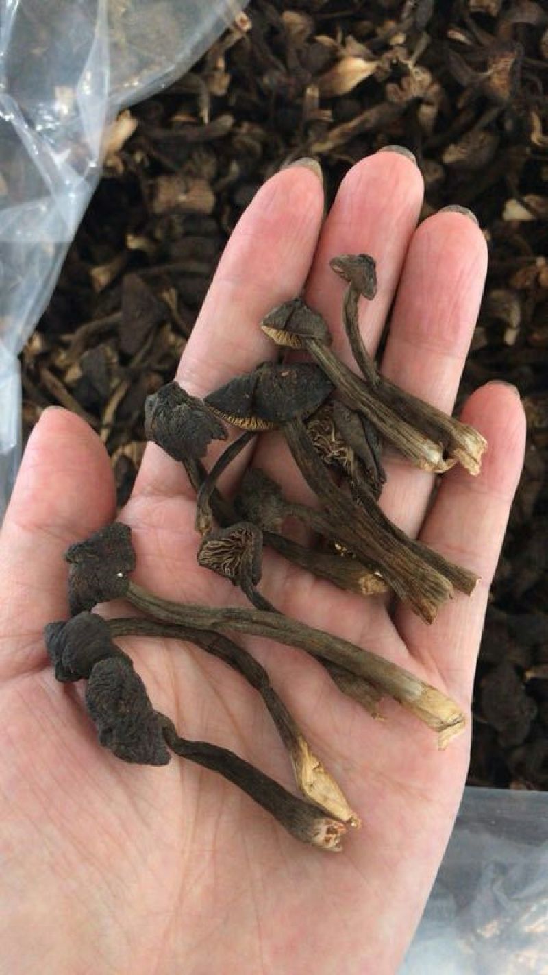 黑皮鸡枞干品