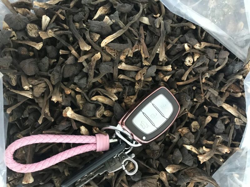 黑皮鸡枞干品