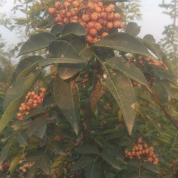 鲜花椒，干花椒