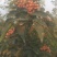 鲜花椒，干花椒