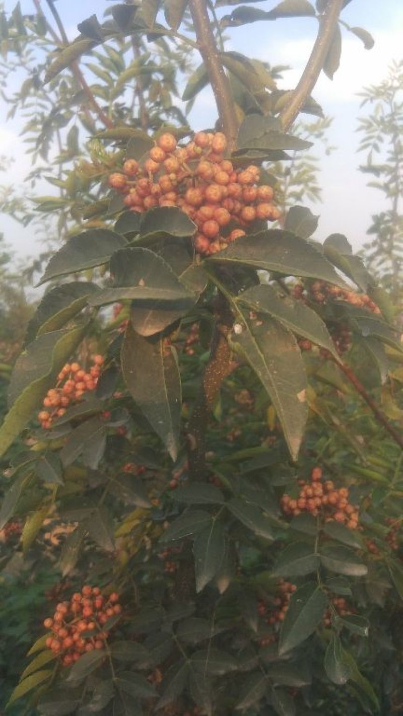 鲜花椒，干花椒