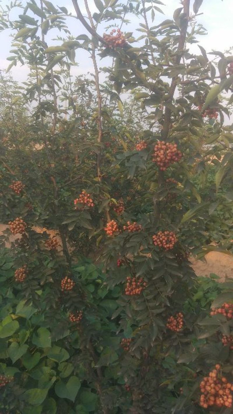 鲜花椒，干花椒