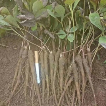 白芍苗
