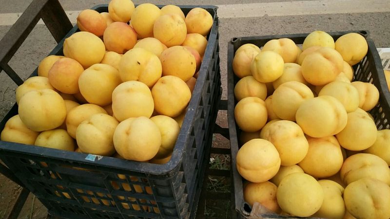 中油8黄桃