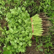 铁杆香菜，一年四季，有货