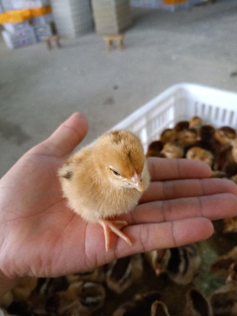 鸡苗供应！宁都三黄鸡苗！东乡麻鸡苗