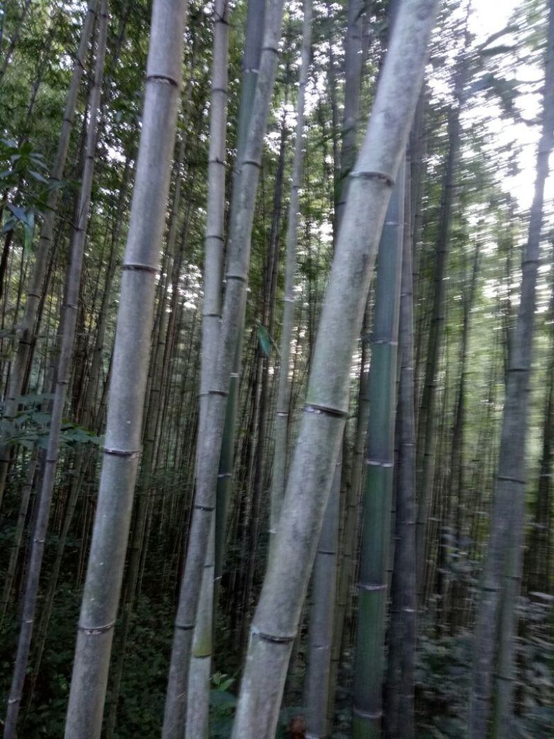 竹子！