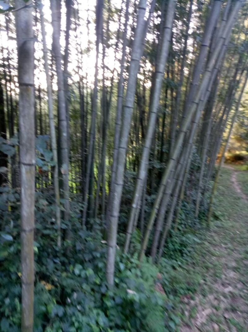 竹子！