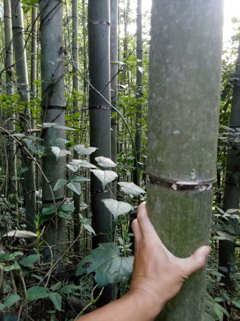 竹子！