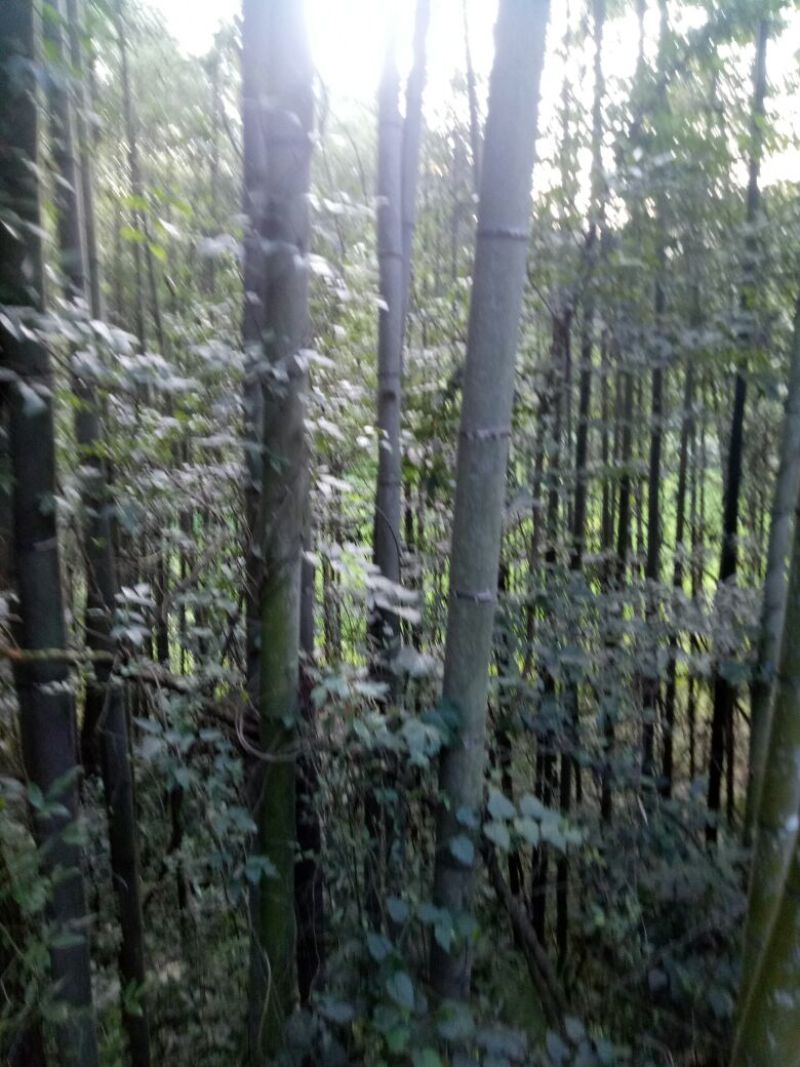 竹子！